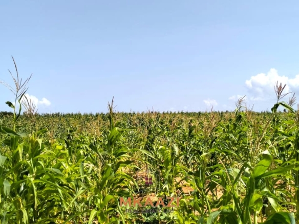 1.45 acres prime land for sale in Chumani Roka Beach Kilifi near the beach with freehold title and all-weather road access.