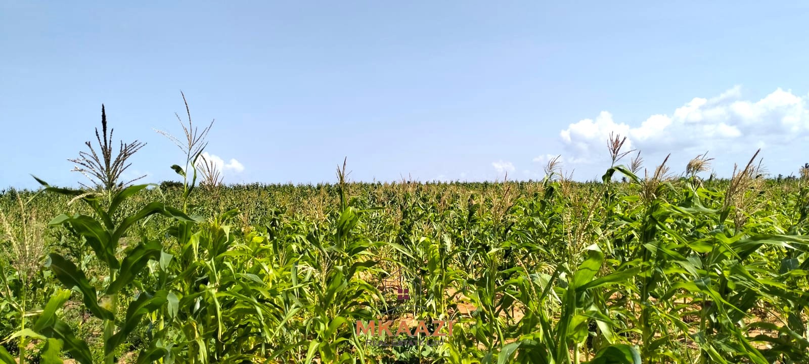 1.45 Acres Land for Sale in Chumani Kilifi 1.45 acres prime land for sale in Chumani Roka Beach Kilifi near the beach with freehold title and all-weather road access.