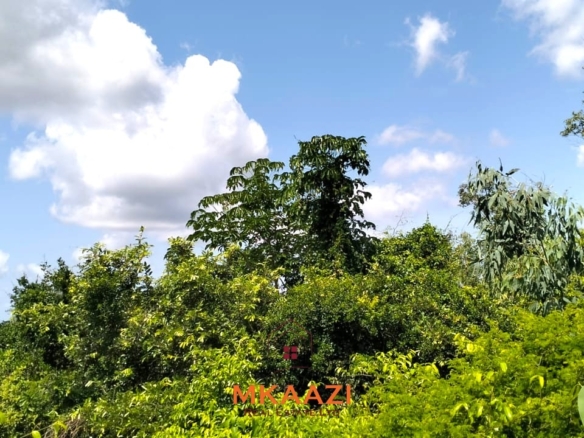 12.3 acres of fertile freehold land for sale in Kakuyuni opposite Arabuko Forest with road frontage, all-weather access, and development potential.