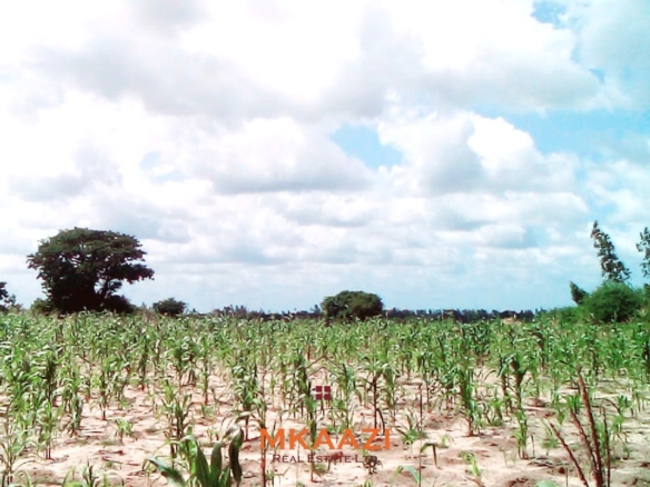 15 acres of fertile road frontage land for sale in Kakuyuni near Arabuko Primary with freehold title and all-weather road access.