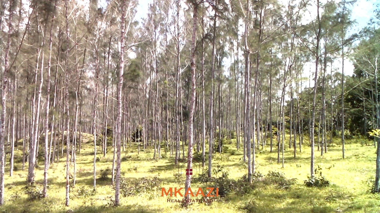 15 acres of fertile road frontage land for sale in Kakuyuni near Arabuko Primary with freehold title and all-weather road access.