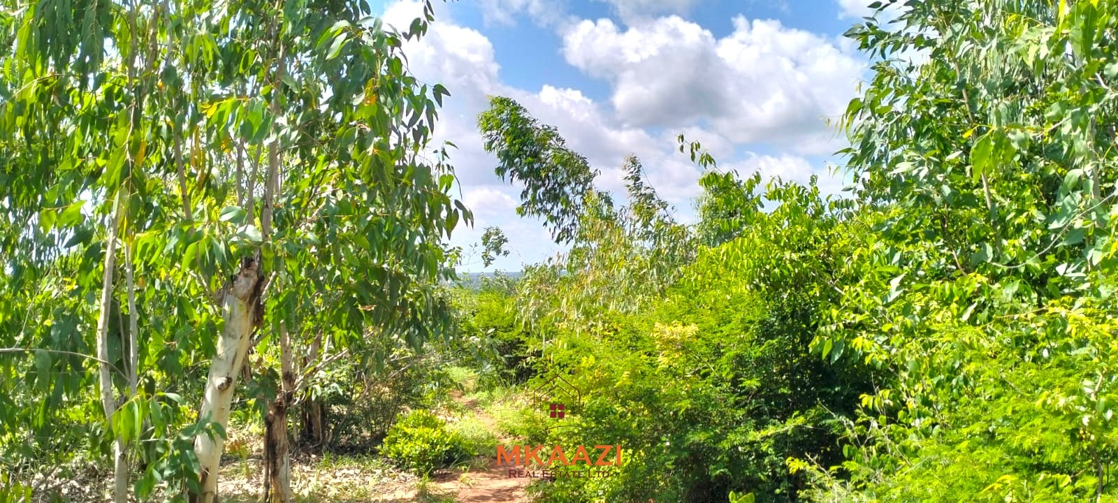 Prime 2.5-acre freehold land for sale in Kakuyuni near Arabuko Forest with road frontage, mature trees, and excellent investment potential.