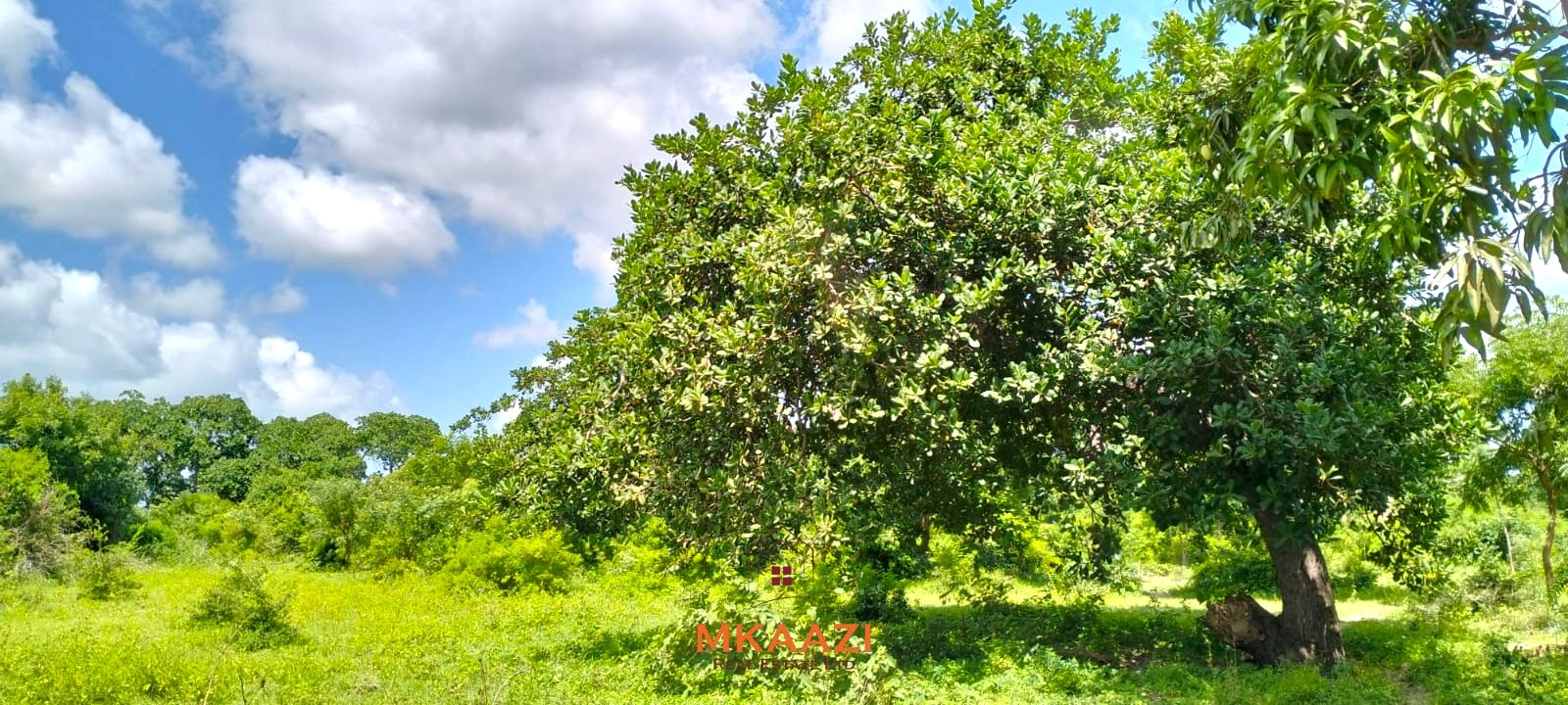 Prime 2.5-acre freehold land for sale in Kakuyuni near Arabuko Forest with road frontage, mature trees, and excellent investment potential.