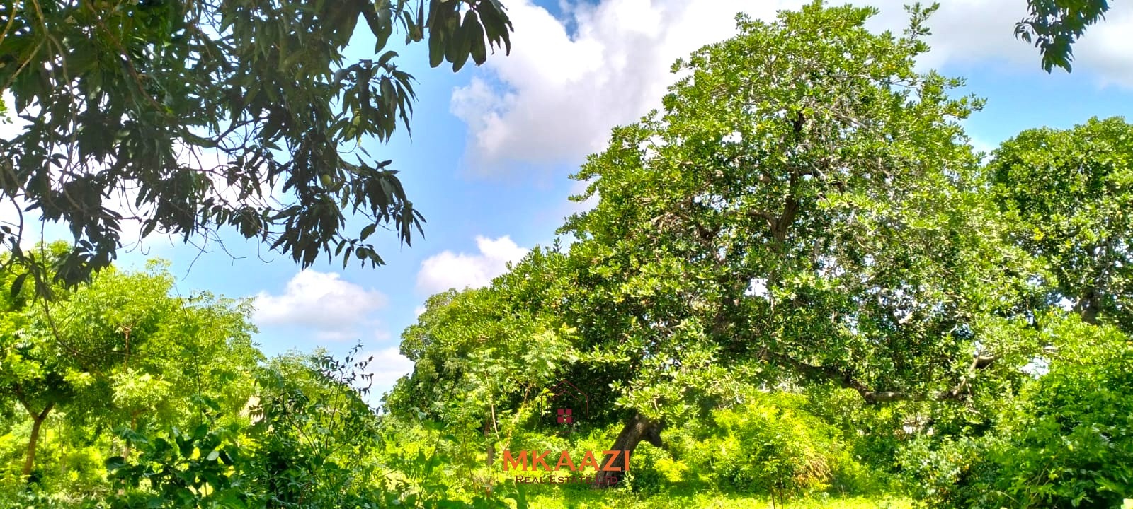 Prime 2.5-acre freehold land for sale in Kakuyuni near Arabuko Forest with road frontage, mature trees, and excellent investment potential.