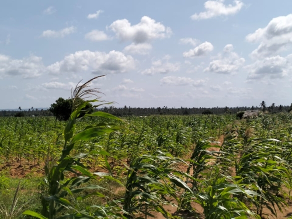 1 Acre second-row ocean view property for sale in Chumani Roka Beach with freehold title, all-weather roads, and prime coastal investment potential.