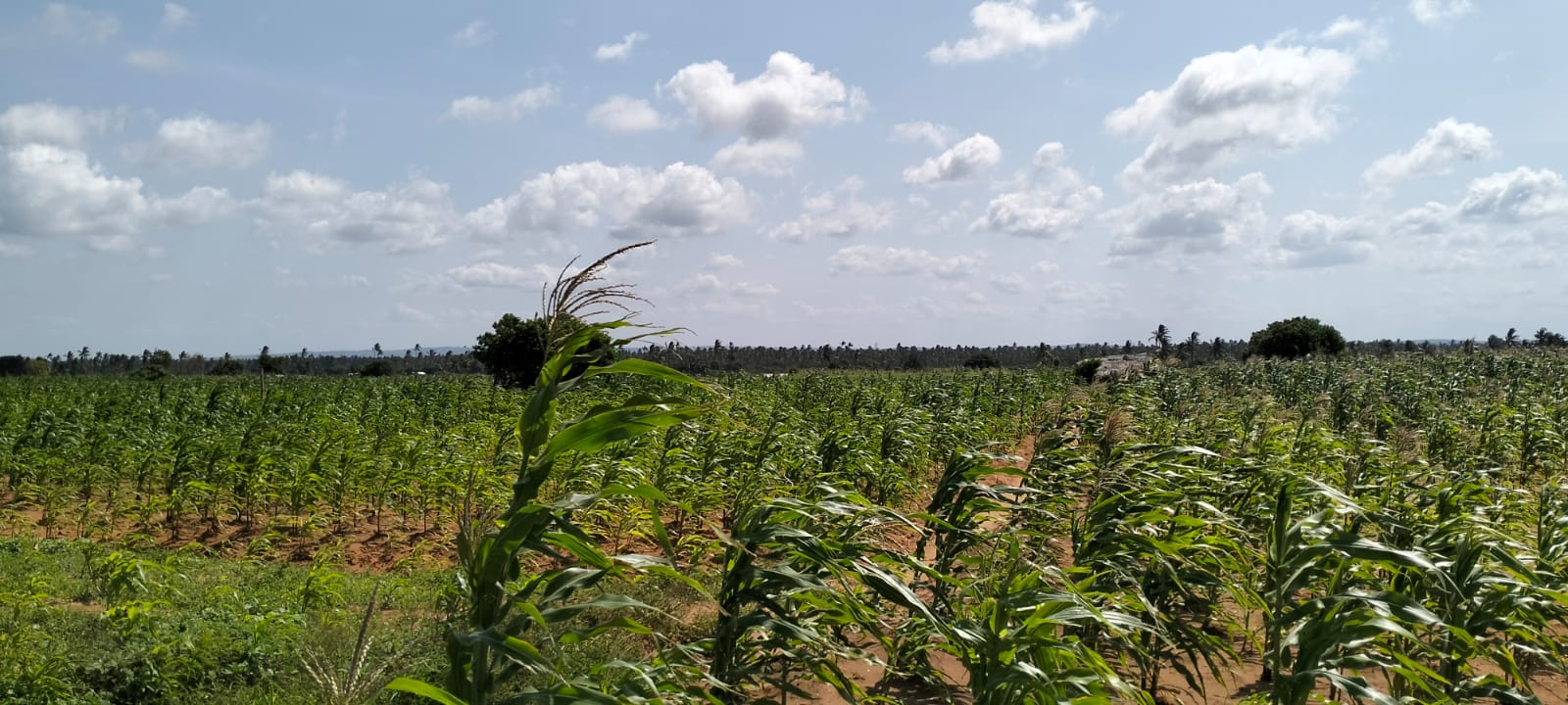 1 Acre second-row ocean view property for sale in Chumani Roka Beach with freehold title, all-weather roads, and prime coastal investment potential.