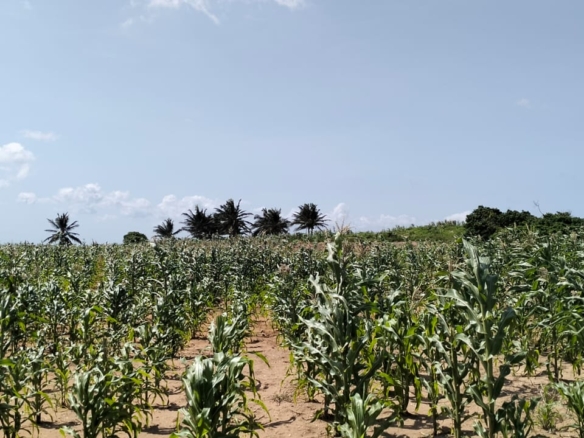 1 Acre second-row ocean view property for sale in Chumani Roka Beach with freehold title, all-weather roads, and prime coastal investment potential.