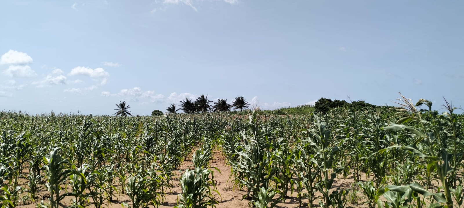 1 Acre second-row ocean view property for sale in Chumani Roka Beach with freehold title, all-weather roads, and prime coastal investment potential.