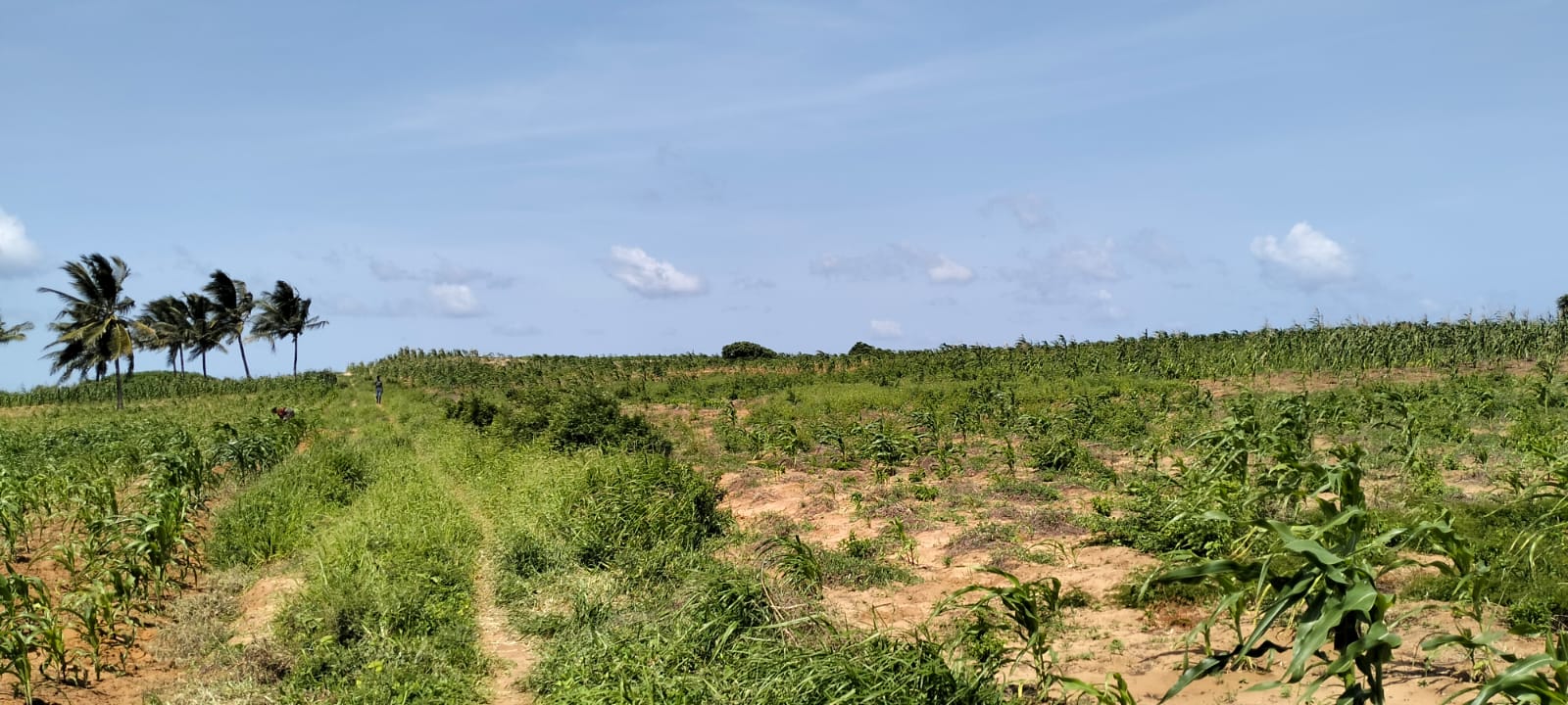 1 Acre second-row ocean view property for sale in Chumani Roka Beach with freehold title, all-weather roads, and prime coastal investment potential.