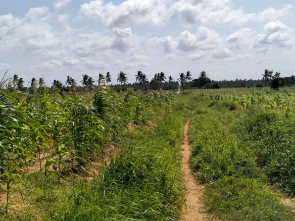 1 Acre second-row ocean view property for sale in Chumani Roka Beach with freehold title, all-weather roads, and prime coastal investment potential.