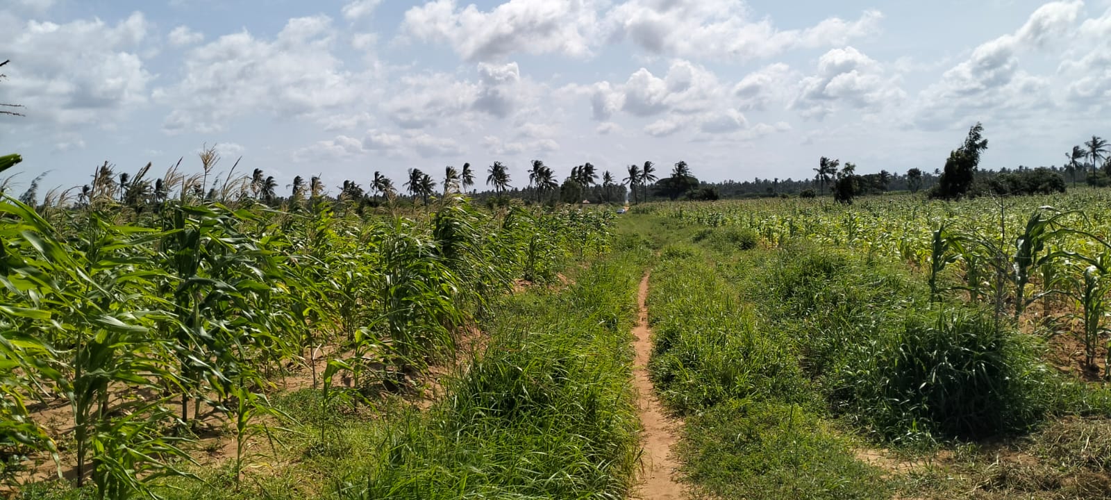 1 Acre second-row ocean view property for sale in Chumani Roka Beach with freehold title, all-weather roads, and prime coastal investment potential.