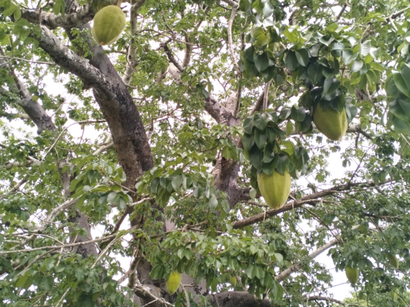 Approximately 2.25 acres of fertile freehold land for sale in Msabaha Malindi featuring mature baobab trees and excellent agricultural and investment potential.