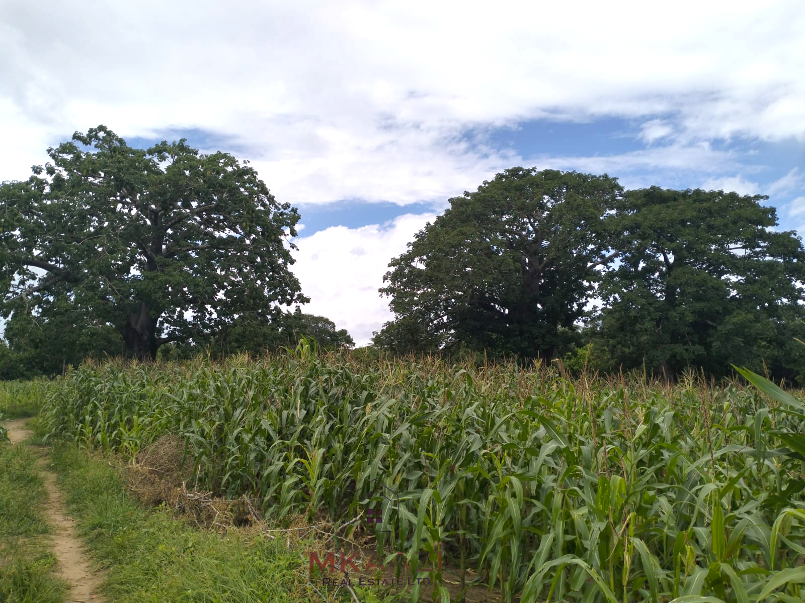 Approximately 2.25 acres of fertile freehold land for sale in Msabaha Malindi featuring mature baobab trees and excellent agricultural and investment potential.
