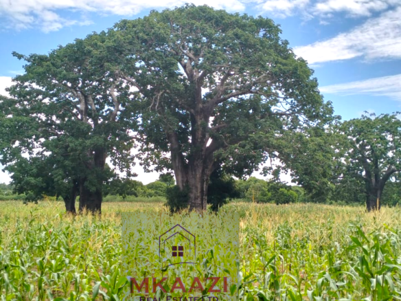Approximately 2.25 acres of fertile freehold land for sale in Msabaha Malindi featuring mature baobab trees and excellent agricultural and investment potential.