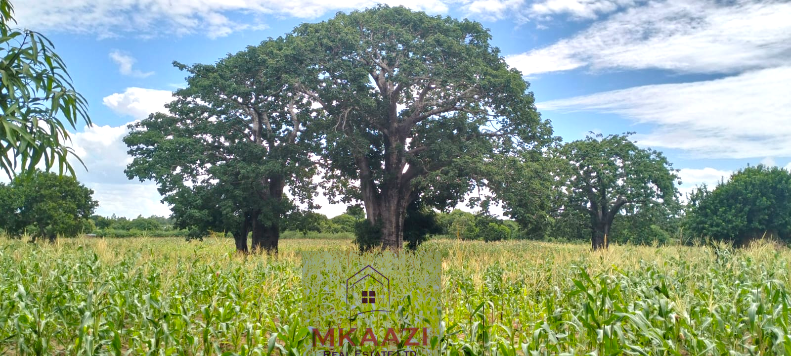 Approximately 2.25 acres of fertile freehold land for sale in Msabaha Malindi featuring mature baobab trees and excellent agricultural and investment potential.