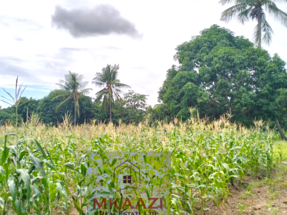 Approximately 2.25 acres of fertile freehold land for sale in Msabaha Malindi featuring mature baobab trees and excellent agricultural and investment potential.