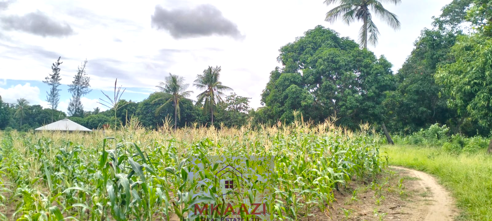 Approximately 2.25 acres of fertile freehold land for sale in Msabaha Malindi featuring mature baobab trees and excellent agricultural and investment potential.