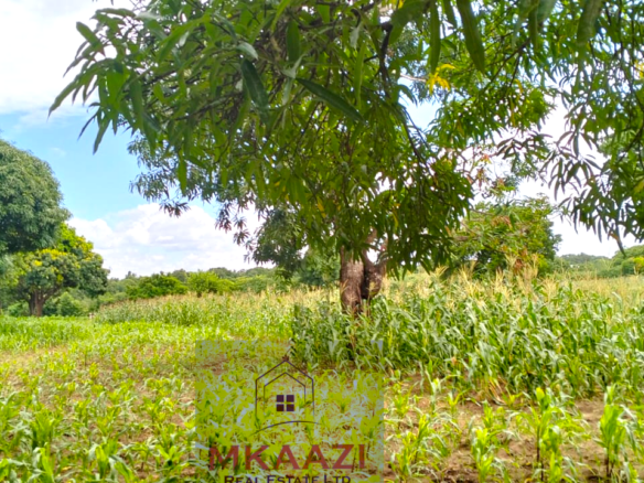 Approximately 2.25 acres of fertile freehold land for sale in Msabaha Malindi featuring mature baobab trees and excellent agricultural and investment potential.