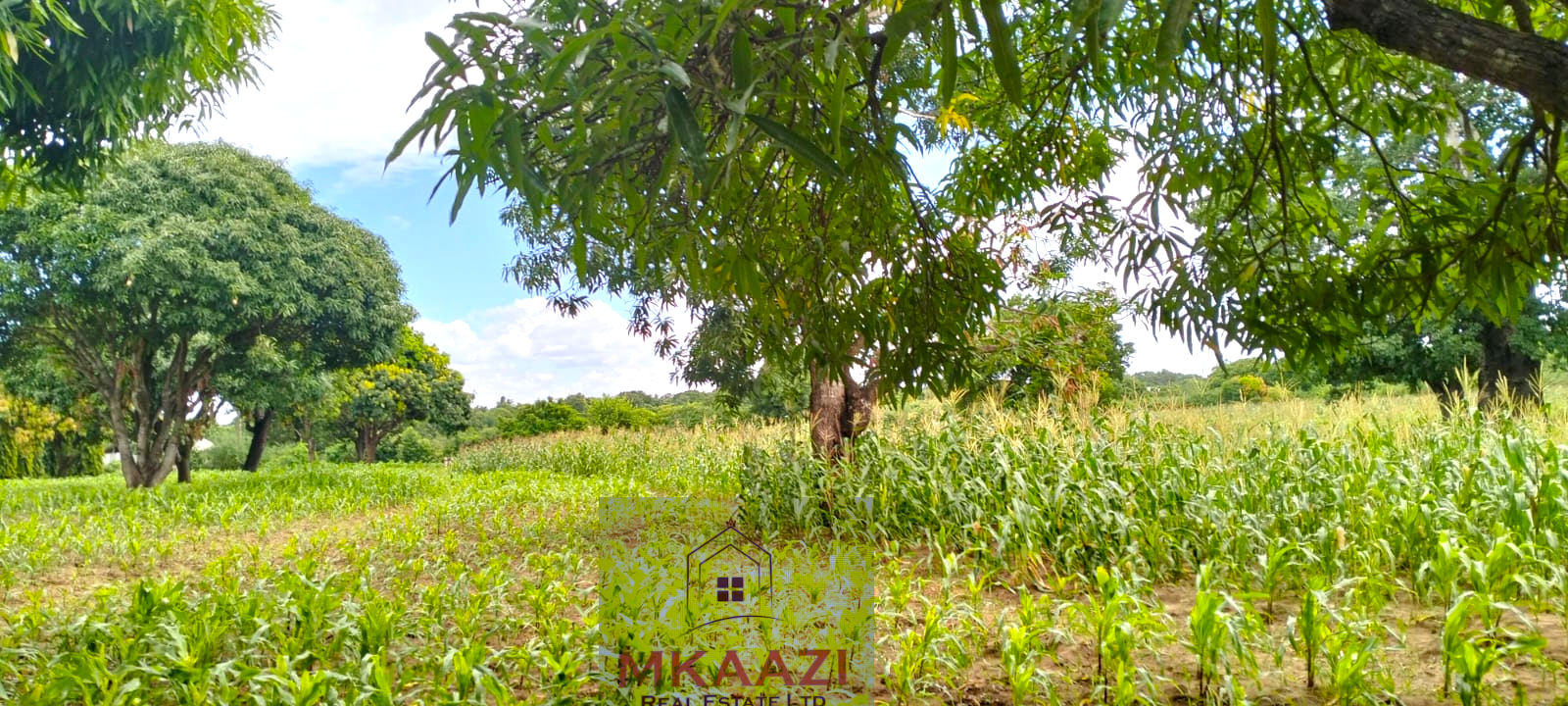 Approximately 2.25 acres of fertile freehold land for sale in Msabaha Malindi featuring mature baobab trees and excellent agricultural and investment potential.