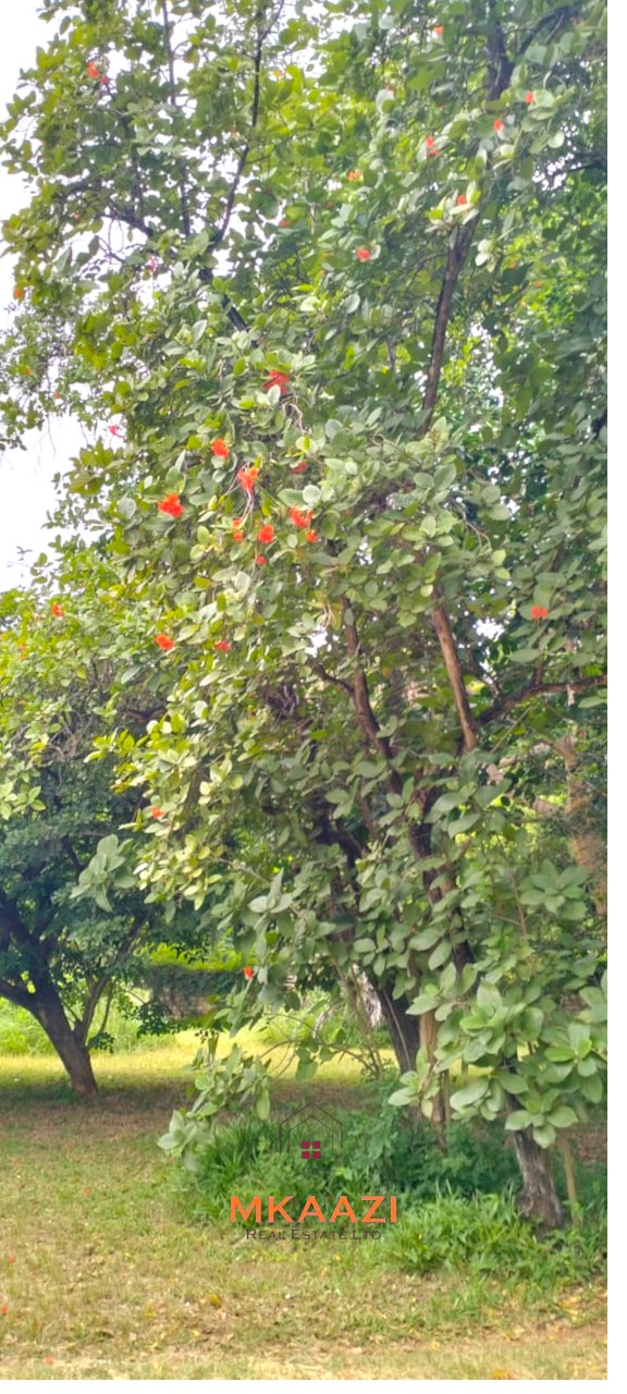 Quarter-acre plot for sale next to Mwembe Resort Malindi with ready title deed, perimeter wall, water and electricity on site.