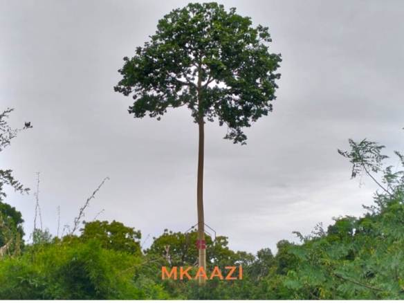 Quarter-acre plot for sale next to Mwembe Resort Malindi with ready title deed, perimeter wall, water and electricity on site.