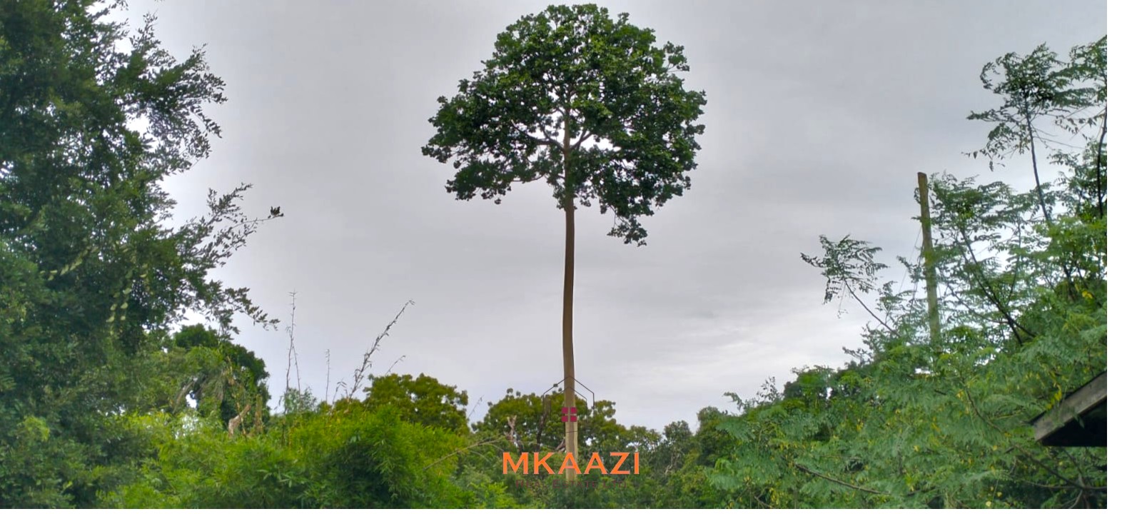 Quarter-acre plot for sale next to Mwembe Resort Malindi with ready title deed, perimeter wall, water and electricity on site.