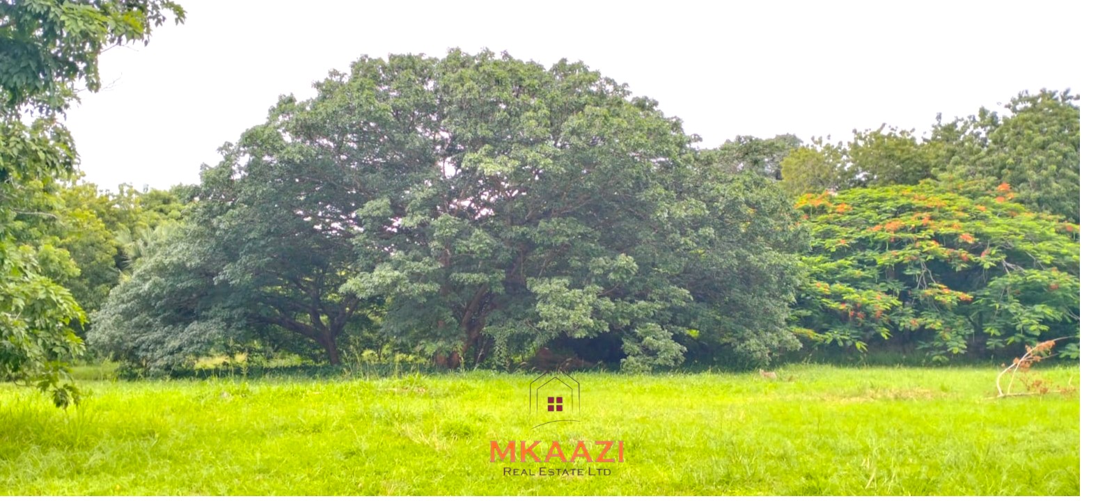 Quarter-acre plot for sale next to Mwembe Resort Malindi with ready title deed, perimeter wall, water and electricity on site.