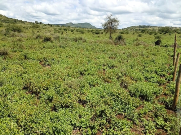 100 Acre Ranch for sale in Kajiado County SImba Town