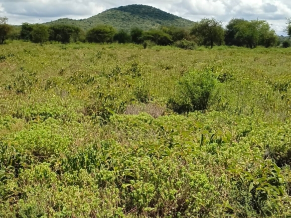 100 Acre Ranch for sale in Kajiado County SImba Town