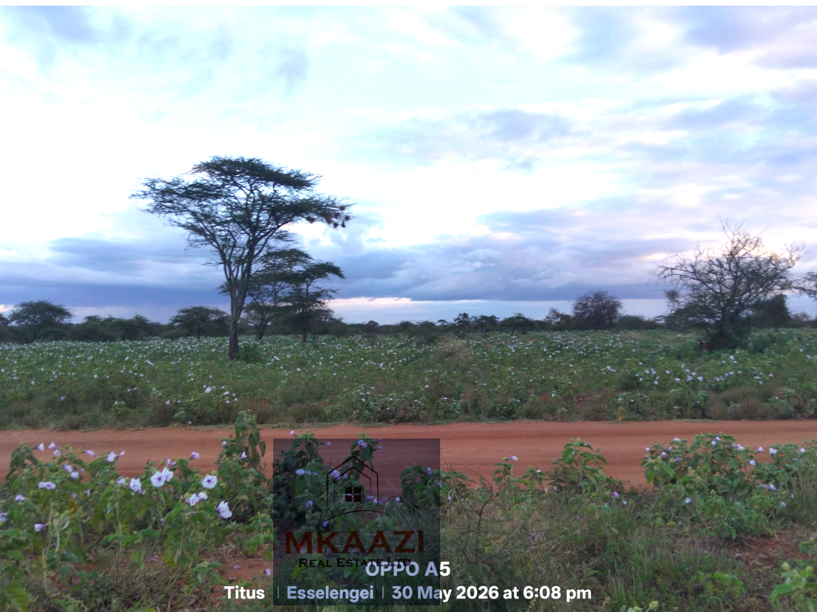 42 acres of fertile freehold land for sale in Eselenkei, Kajiado South featuring red soil, gentle terrain, road access, electricity nearby, and ideal conditions for agriculture, livestock farming, tourism, and investment projects.