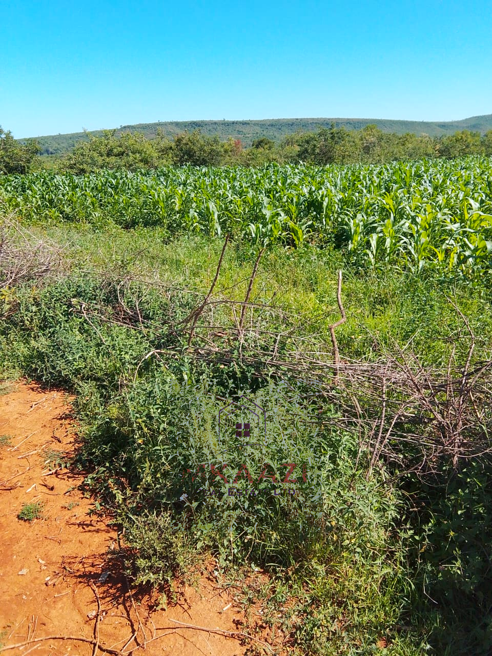 2,500 acres of prime agricultural land for sale in Solai featuring fertile red soil, freehold title, stream river frontage, electricity availability, and exceptional potential for mixed farming, livestock ranching, aloe vera cultivation, agribusiness, and long-term agricultural investment.
