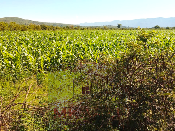 2,500 acres of prime agricultural land for sale in Solai featuring fertile red soil, freehold title, stream river frontage, electricity availability, and exceptional potential for mixed farming, livestock ranching, aloe vera cultivation, agribusiness, and long-term agricultural investment.