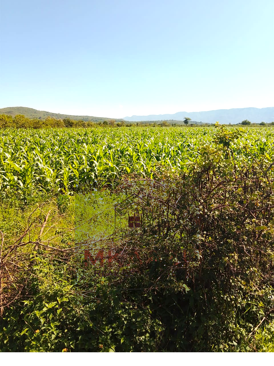 2,500 acres of prime agricultural land for sale in Solai featuring fertile red soil, freehold title, stream river frontage, electricity availability, and exceptional potential for mixed farming, livestock ranching, aloe vera cultivation, agribusiness, and long-term agricultural investment.