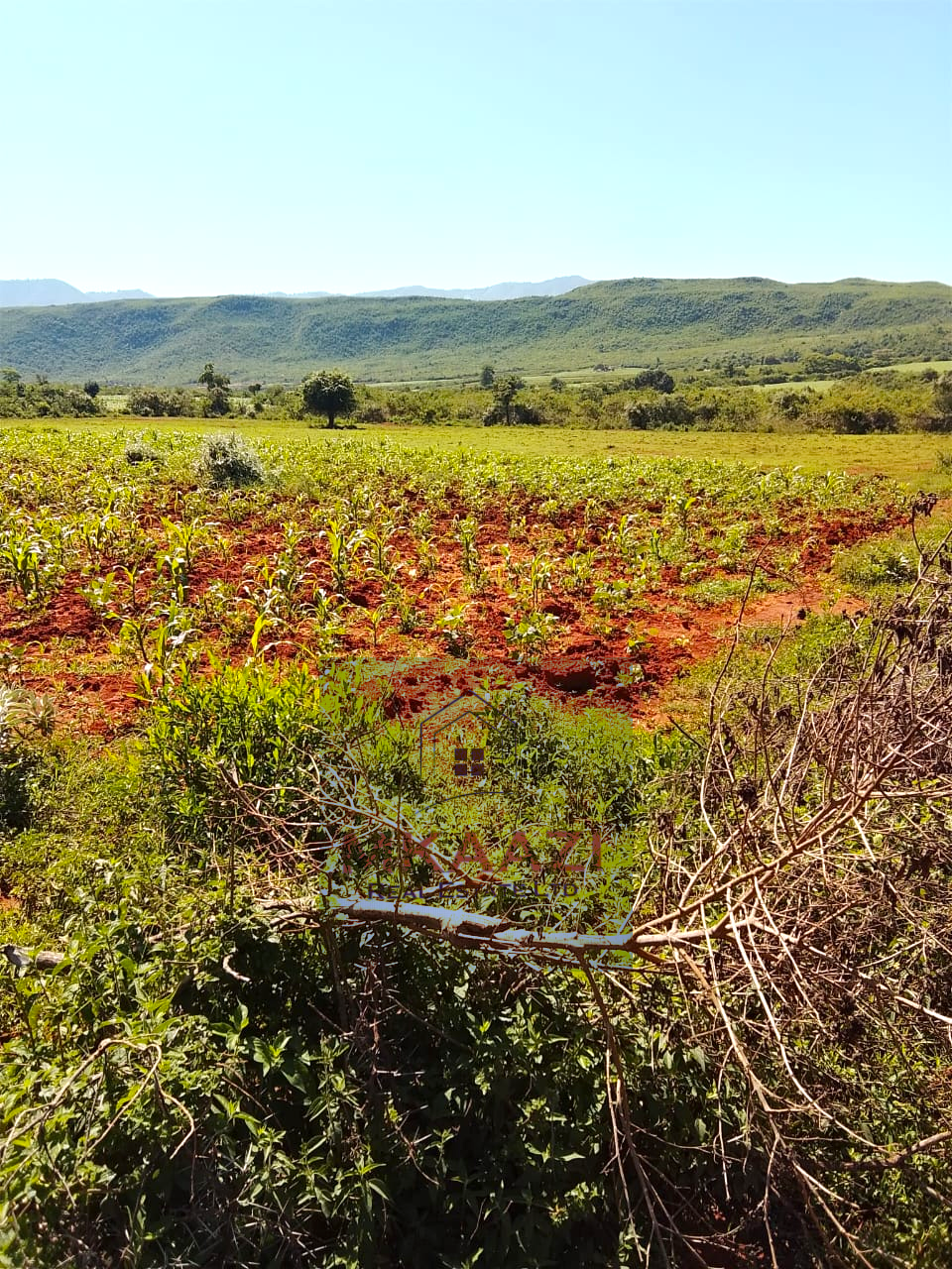 2,500 acres of prime agricultural land for sale in Solai featuring fertile red soil, freehold title, stream river frontage, electricity availability, and exceptional potential for mixed farming, livestock ranching, aloe vera cultivation, agribusiness, and long-term agricultural investment.