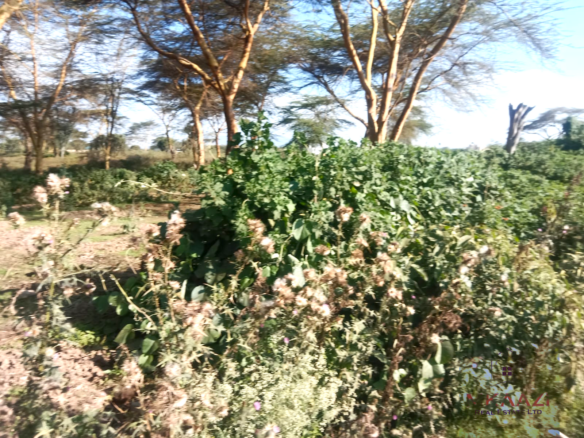 Prime 25-acre development land for sale along Moi South Road, Naivasha with direct tarmac frontage and multiple access roads, ideal for hotels, schools, gated communities, hospitals, and commercial developments.