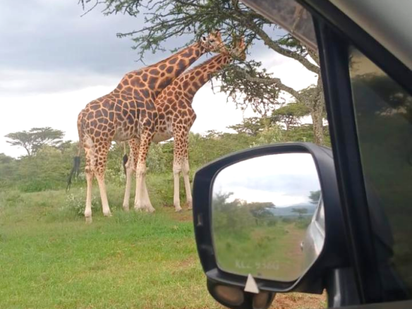 Prime 2,964-acre ranch land for sale in Naivasha, Nakuru near Nairobi-Nakuru Highway featuring Malewa River, infrastructure, airstrip space, and development potential.