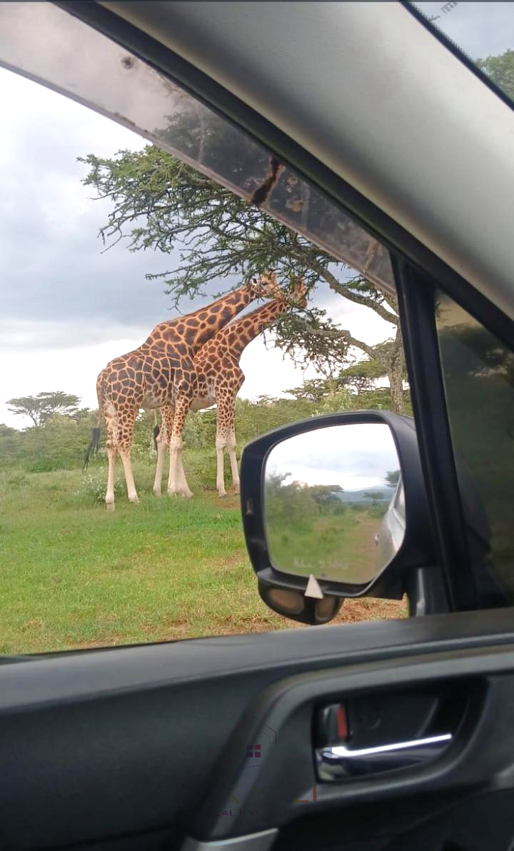 Prime 2,964-acre ranch land for sale in Naivasha, Nakuru near Nairobi-Nakuru Highway featuring Malewa River, infrastructure, airstrip space, and development potential.