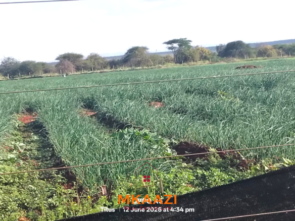 7-acre freehold agricultural land for sale in Megumi featuring fertile red soil, good road access, groundwater potential, clean title deed, and suitability for farming, livestock keeping, agro-processing, and land banking.