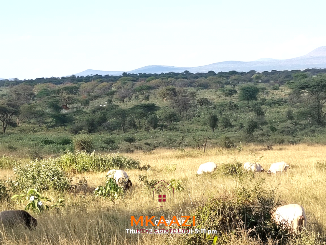 7-acre freehold agricultural land for sale in Megumi featuring fertile red soil, good road access, groundwater potential, clean title deed, and suitability for farming, livestock keeping, agro-processing, and land banking.