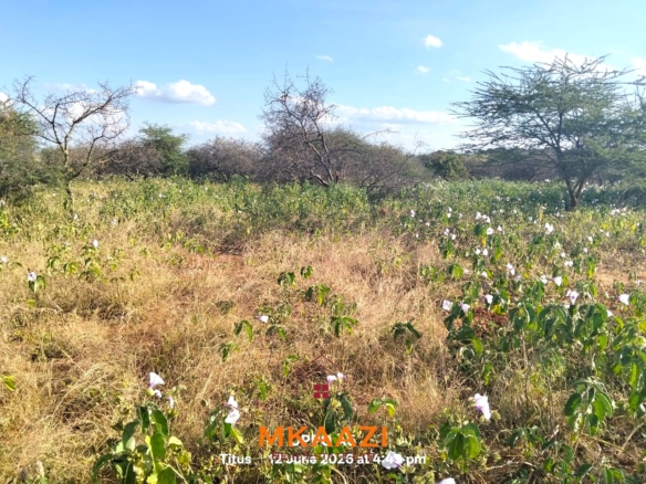 7-acre freehold agricultural land for sale in Megumi featuring fertile red soil, good road access, groundwater potential, clean title deed, and suitability for farming, livestock keeping, agro-processing, and land banking.