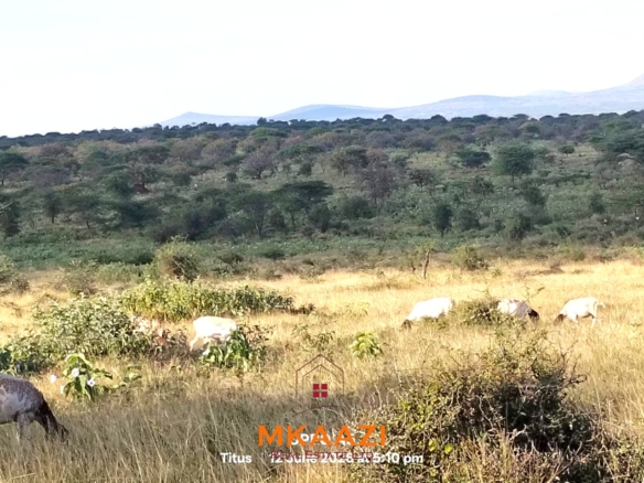 7-acre freehold agricultural land for sale in Megumi featuring fertile red soil, good road access, groundwater potential, clean title deed, and suitability for farming, livestock keeping, agro-processing, and land banking.