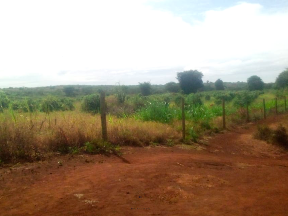 393-acre agricultural land for sale in Loitokitok Rombo featuring fertile red soils, freehold title, electricity, road access, and excellent farming and investment potential.
