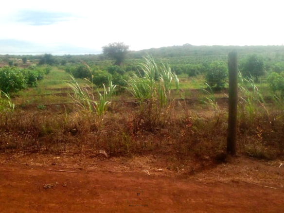 393-acre agricultural land for sale in Loitokitok Rombo featuring fertile red soils, freehold title, electricity, road access, and excellent farming and investment potential.