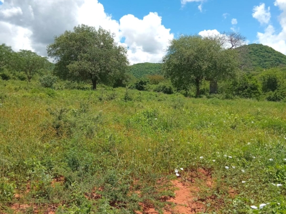 550 acres of freehold agricultural land on the Kibwezi–Kitui border with Athi River frontage, fertile red soils, and ideal conditions for avocado, macadamia, citrus, and horticultural farming.