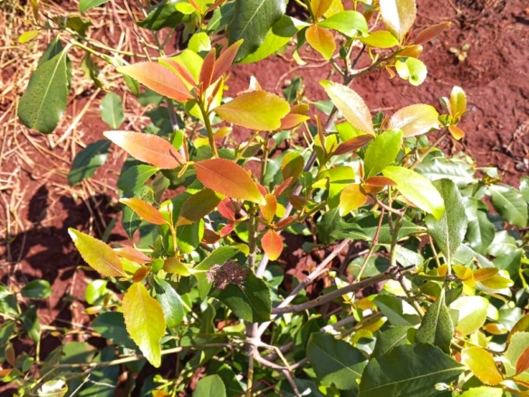 17-acre income-generating farm for sale in Mata, Taveta featuring mature Muguka cultivation, a 6-million-litre dam, borehole, irrigation system, indigenous trees, and electric fencing.