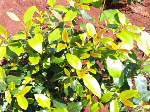 17-acre income-generating farm for sale in Mata, Taveta featuring mature Muguka cultivation, a 6-million-litre dam, borehole, irrigation system, indigenous trees, and electric fencing.