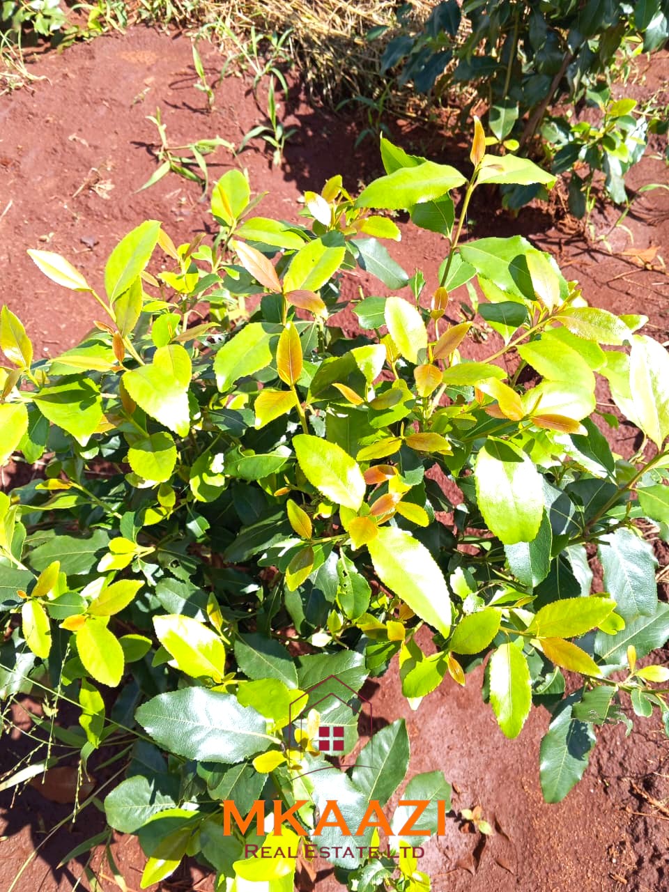 17-acre income-generating farm for sale in Mata, Taveta featuring mature Muguka cultivation, a 6-million-litre dam, borehole, irrigation system, indigenous trees, and electric fencing.