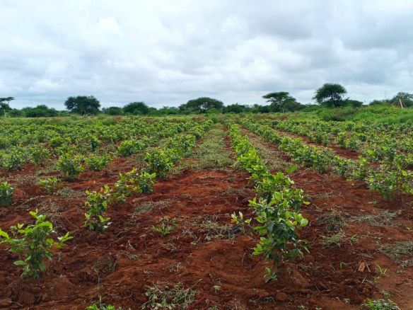 17-acre income-generating farm for sale in Mata, Taveta featuring mature Muguka cultivation, a 6-million-litre dam, borehole, irrigation system, indigenous trees, and electric fencing.