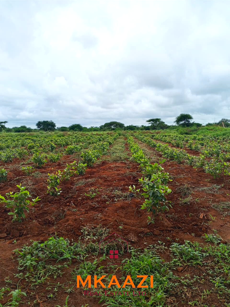 17-acre income-generating farm for sale in Mata, Taveta featuring mature Muguka cultivation, a 6-million-litre dam, borehole, irrigation system, indigenous trees, and electric fencing.