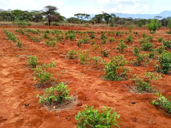 17-acre income-generating farm for sale in Mata, Taveta featuring mature Muguka cultivation, a 6-million-litre dam, borehole, irrigation system, indigenous trees, and electric fencing.